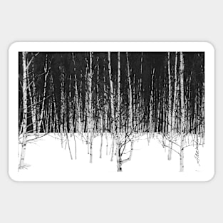 Winter Birch Forest Sticker